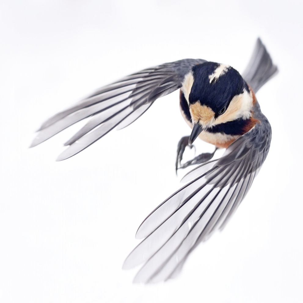 ヤマガラと仲間たち